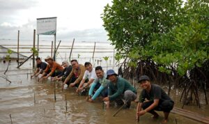 Penanaman mangrove di kawasan pesisir Lantebung, Kota Makassar.