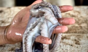 Gurita hasil tangkapan nelayan Pulau Sembilan Sinjai